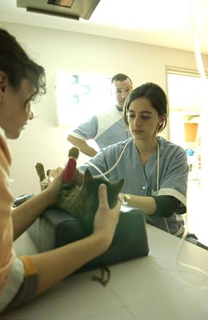 Echographie clinique vétérinaire Les Angles